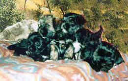 puppies photo - 7 weeks